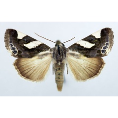 /filer/webapps/moths/media/images/U/umbrigera_Acontia_AF_Aulombard.jpg