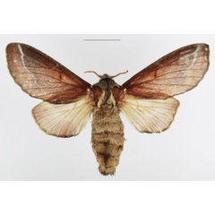 /filer/webapps/moths/media/images/C/concavum_Streblote_AF_TMSA_01.jpg
