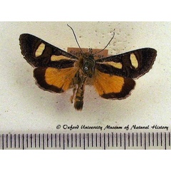 /filer/webapps/moths/media/images/T/transiens_Hypotuerta_A_OUMNH_01.jpg