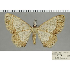 /filer/webapps/moths/media/images/A/areta_Pycnostega_AF_ZSM.jpg