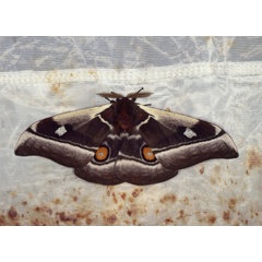 /filer/webapps/moths/media/images/A/alcinoe_Bunaea_A_Roland_01.jpg