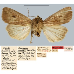 /filer/webapps/moths/media/images/J/joannisi_Leucania_HT_MNHN.jpg