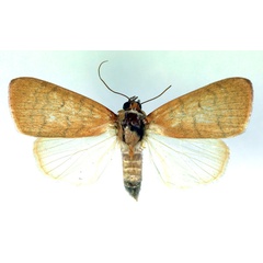 /filer/webapps/moths/media/images/A/arcuata_Maurilia_A_RMCA.jpg