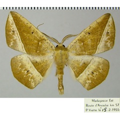 /filer/webapps/moths/media/images/T/tigrinata_Psilocerea_AM_ZSMa.jpg