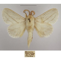 /filer/webapps/moths/media/images/J/jordani_Beralade_AM_TMSA_02.jpg