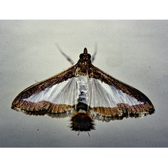 /filer/webapps/moths/media/images/I/indica_Diaphania_A_Roland_01.jpg
