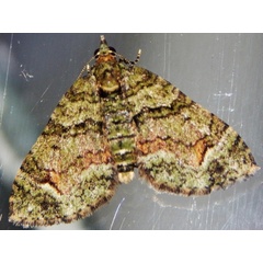 /filer/webapps/moths/media/images/P/prasinaria_Piercia_A_Grobler.jpg