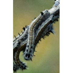 /filer/webapps/moths/media/images/C/cuneata_Rhinobombyx_C_Roland_01.jpg