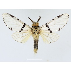 /filer/webapps/moths/media/images/C/cameroona_Cerurina_AM_Basquin_01.jpg