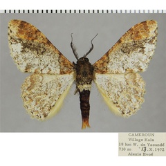 /filer/webapps/moths/media/images/S/spuria_Colocleora_AM_ZSMa.jpg