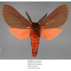 /filer/webapps/moths/media/images/E/elleni_Metarctia_PTM_Fiebiga.jpg