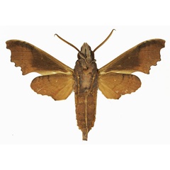 /filer/webapps/moths/media/images/W/wollastoni_Temnora_AM_Basquin_01b.jpg