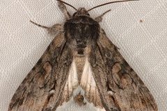 Neocucullia albisignata