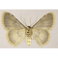 /filer/webapps/moths/media/images/N/nubifera_Scopula_AF_ZSMb.jpg