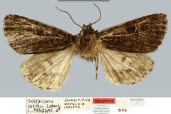 Solgaitiana petrosi