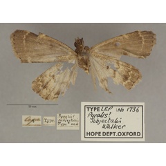 /filer/webapps/moths/media/images/S/subjectalis_Pyralis_PT_OUMNHb_01.jpg