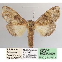 /filer/webapps/moths/media/images/M/maxima_Rosinella_AF_MGCLa_03.JPG