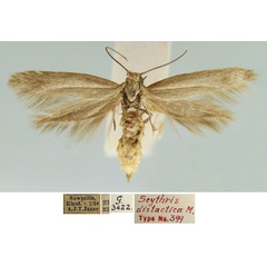 /filer/webapps/moths/media/images/D/distactica_Scythris_HT_TMSA.jpg