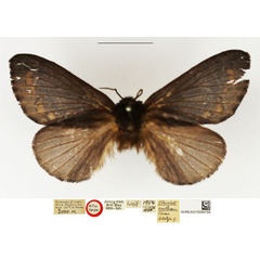 /filer/webapps/moths/media/images/C/craterum_Streblote_AT_NHMUK.jpg