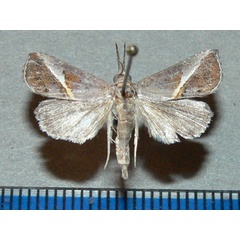 /filer/webapps/moths/media/images/T/tinctalis_Rhynchina_A_Goff.jpg