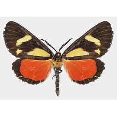 /filer/webapps/moths/media/images/A/agaristoides_Phaegorista_AM_Basquin_02.jpg