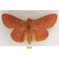 /filer/webapps/moths/media/images/T/thoracica_Philotherma_AM_TMSA_02.jpg