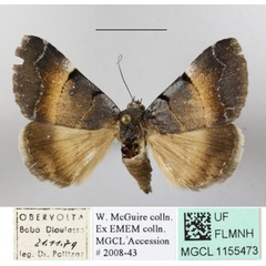 /filer/webapps/moths/media/images/M/molybdopasta_Plecopterodes_A_MGCLa_01.JPG