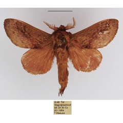 /filer/webapps/moths/media/images/O/obscurum_Eutricha_AM_TMSA_01_c3SRGQf.jpg