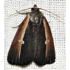 /filer/webapps/moths/media/images/D/divisa_Ramesodes_A_Braun_03.jpg