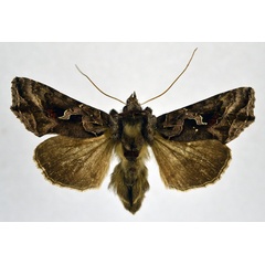 /filer/webapps/moths/media/images/C/camptogamma_Ctenoplusia_AM_NHMO.jpg