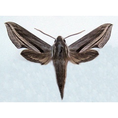 /filer/webapps/moths/media/images/M/monteironis_Theretra_AM_Basquin.jpg