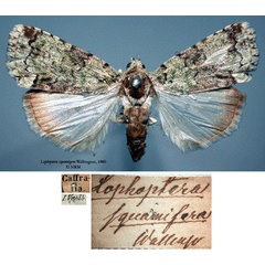 /filer/webapps/moths/media/images/S/squamifera_Lophoptera_HT_SNHMa.jpg