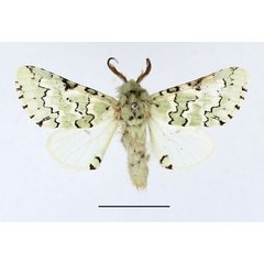 /filer/webapps/moths/media/images/E/esmeralda_Hampsonita_AM_Basquin_01.jpg