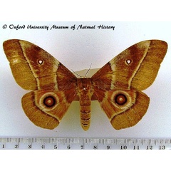 /filer/webapps/moths/media/images/B/belina_Gonimbrasia_A_OUMNH.jpg
