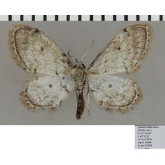 /filer/webapps/moths/media/images/I/illustrior_Idaea_AM_ZSMa.jpg