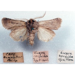 /filer/webapps/moths/media/images/S/sordida_Euxoa_HT_SAMC_02.jpg