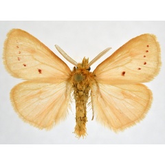 /filer/webapps/moths/media/images/O/ordinata_Laelia_AM_NHMO.jpg