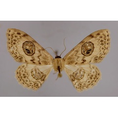 /filer/webapps/moths/media/images/E/erythra_Problepsis_A_ZSM_01.jpg