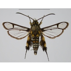 /filer/webapps/moths/media/images/M/marisa_Crinipus_AM_TMSA_G2MB3O8.jpg