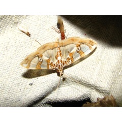 /filer/webapps/moths/media/images/A/argyraspides_Glyphodes_A_Goff_02.jpg