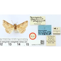 /filer/webapps/moths/media/images/P/polygrammata_Pericyma_HT_BMNH.jpg