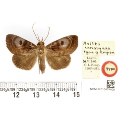 /filer/webapps/moths/media/images/I/ionomesa_Avitta_HT_BMNH.jpg