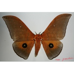 /filer/webapps/moths/media/images/A/alinda_Pseudobunaea_A_Albert_01.jpg