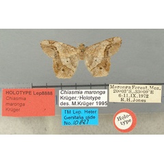 /filer/webapps/moths/media/images/M/maronga_Chiasmia_HT_TMSA.jpg