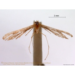 /filer/webapps/moths/media/images/F/farfarellus_Platyptilia_A_ZMUC.jpg