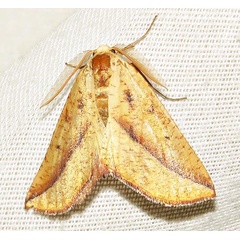/filer/webapps/moths/media/images/P/punctata_Drepanogynis_A_Braun_01.jpg