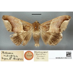 /filer/webapps/moths/media/images/R/retrorsa_Achaea_HT_BMNH.jpg