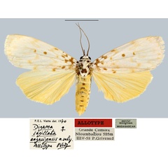 /filer/webapps/moths/media/images/A/angasijensis_Digama_AT_MNHN.jpg