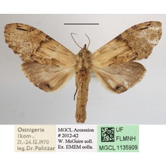 /filer/webapps/moths/media/images/H/hypochlora_Stemmatophalera_A_MGCLa_02.JPG
