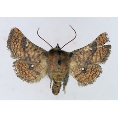 /filer/webapps/moths/media/images/A/antennata_Dysodia_AM_TMSA.jpg